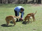 " No all'abbandono degli animali " -     * Vincenzo Petrosino  *